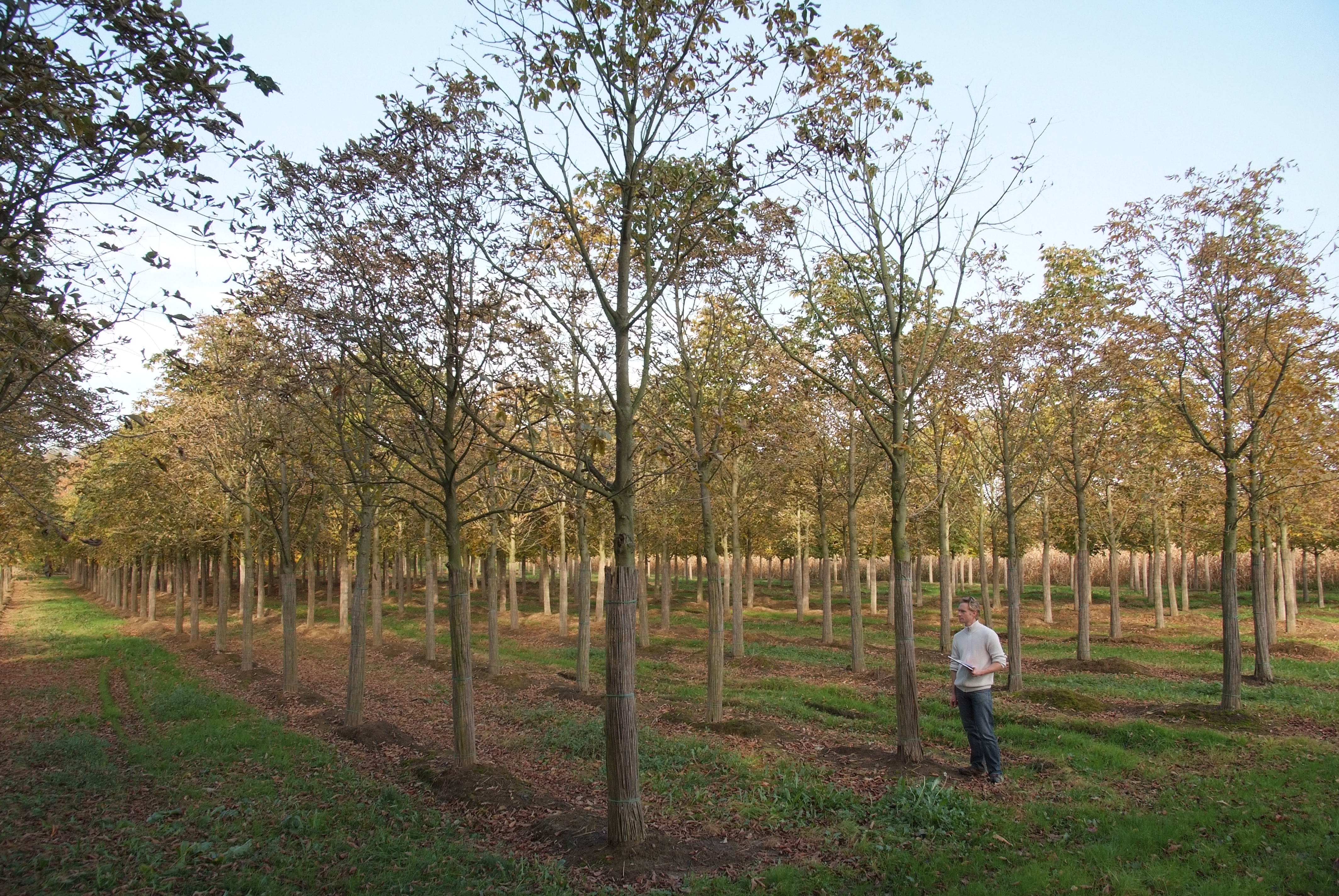 ცხენისწაბლა - ბაუმანი